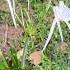 Dancing Spiders Fun Spiderlily Flowers Flowerslovers Taio Taiotravel