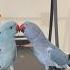 Ranking The Funniest Parrot Kisses Video Parrot Sounds