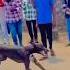Dog Race Kolhapur Dog Res Dog Racing Kolhapur Shorts