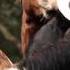 Alan With Al Bano L Amico Cos E Video Version Russian