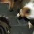 Это ты что ли Нет Это не ты Даю джекрассел джекрасселтерьер Jackrussell Jackrussellmoments