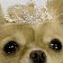 Beverly Hills Chihuahua 3 Viva La Fiesta 2012 Teaser HD