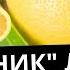 рДЖ 29 Висельник лимон На самогоне или на спирту Как лучше Сколько настаивать Сколько раз