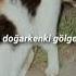 Yaşlı Amca Hep De Yorgun Sözleri