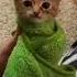 не еште котенка