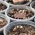 Литопс Lithops живой камень необычный суккулент в коллекции Георгия Аристова