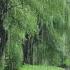 Soothing Rain Sounds Feel Comfortable While Studying And Sleeping With Peaceful Nature Sounds