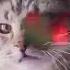 Кошки поют видео кошки прикольно поют