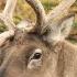 Arctic Antlers The Caribou Unveiled