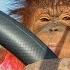 Animalia S Orangutan Rambo Loves Her Electric Car