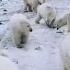 Polar Bears Invade Russian Islands