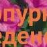 Мирабилис пурпурный Пурпурный леденец обзор как сажать семена мирабилис Пурпурный леденец