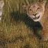 I Always Wanted A Brother From Mufasa The Lion King Official Video