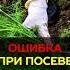 Частая ошибка при посеве укропа секрет посадки укропа огород укроп дача урожай садоводство