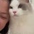 A VIP Guest Ragdoll MuMu S Head Rub Obsession Ragdoll Cathotelsingapore Catboarding