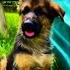 Papa Mama I M Here German Shepherd Tiktok Shorts Funny Dogs Germanshepherd