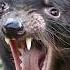 Tasmanian Devil Sound Bone Chilling Screech Animalsounds Tasmaniandevil