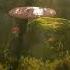 Woods Of Imagination By Alexander Nakarada FANTASY Royalty Free Music Creative Commons CC BY Mkv