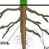 Значение корней в жизни растения