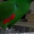 Eclectus Parrot Singing And Talking