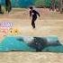 Big Dinosaur Jurassic World T Rex Part1041 Shorts Vfx Trex Jurassicworld Dinosaur Funny Viral