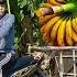 How Disabled Man Harvests Millions Of Giant Bananas Goes To Countryside Market Sell