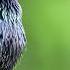 The Call Of The Common Starling Bird Sounds To Recognize The Common Starling 10 Hours