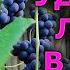 Why Remove GRAPE Leaves At The End Of Summer FOUR Tips For Speeding Up The Ripening Of Grapes
