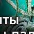 Всё о белемнитах чёртовых пальцах Всеволод Ефременко Лекции по палеонтологии Научпоп