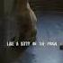 Like A Kitty In The House Song Cutecat An1x Ff Jod999