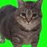 AnimalSounds OIIA OIIA Spinning Cat Official Music Video