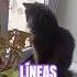 окно ахуенное мем мемы Shorts Memes Shorts шортс Cats Cat