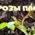 Молодые розы плохо растут Что делать Питомник растений Е Иващенко