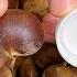 It Turns Out That Shelling Chestnuts Is So Simple Only One Bottle Cap Is Needed