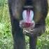 Beautiful Mandrill Monkey