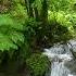 Calming Birds Chirping Babbling Brook Forest Sounds Nature Sounds