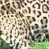 Jaguar Vs Crocodile Ягуар против Крокодила Приколы