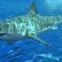 2023 Shark VS 5000 Bce Shark Shorts Youtubeshorts Ytshort Trendingshorts Viral