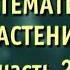 Биология Систематика растений Часть 2 Отдел голосеменные