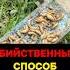 Слизни атакуют после дождя Убийственный способ сработал мгновенно слизни огород борьба