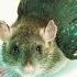 CRISPR S Gene Drive Could Revive Extinct Species Or Create New Ones Jennifer Doudna Big Think