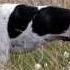 Все породы собак Английский пойнтер English Pointer