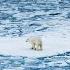 Walking On Water Polarbear Northpole