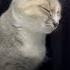 кот котики котик коты рэп кровосток трэнды 2024 песня