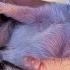 Saving The Newborn Kittens Kittens Looking For A Home SANI Vlog