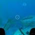 Seamoth Defense Is Not Always Helpful