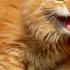 Cheeky Orange Cats Funny Video With Cats And Kittens For A Good Mood