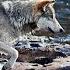 How Wolves Change Rivers