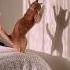 Shadow Dance Funnycats Cutecat Catshorts Catcomedyℹ