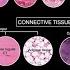 Introduction To Histology